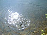 The Zen of fly fishing