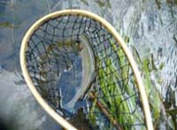 Hawk Mountain Inn and Resort Fly Fishing School