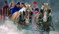 Hawk will still gladly satisfy your equestrian needs with a magical ride through the winter wonderland.